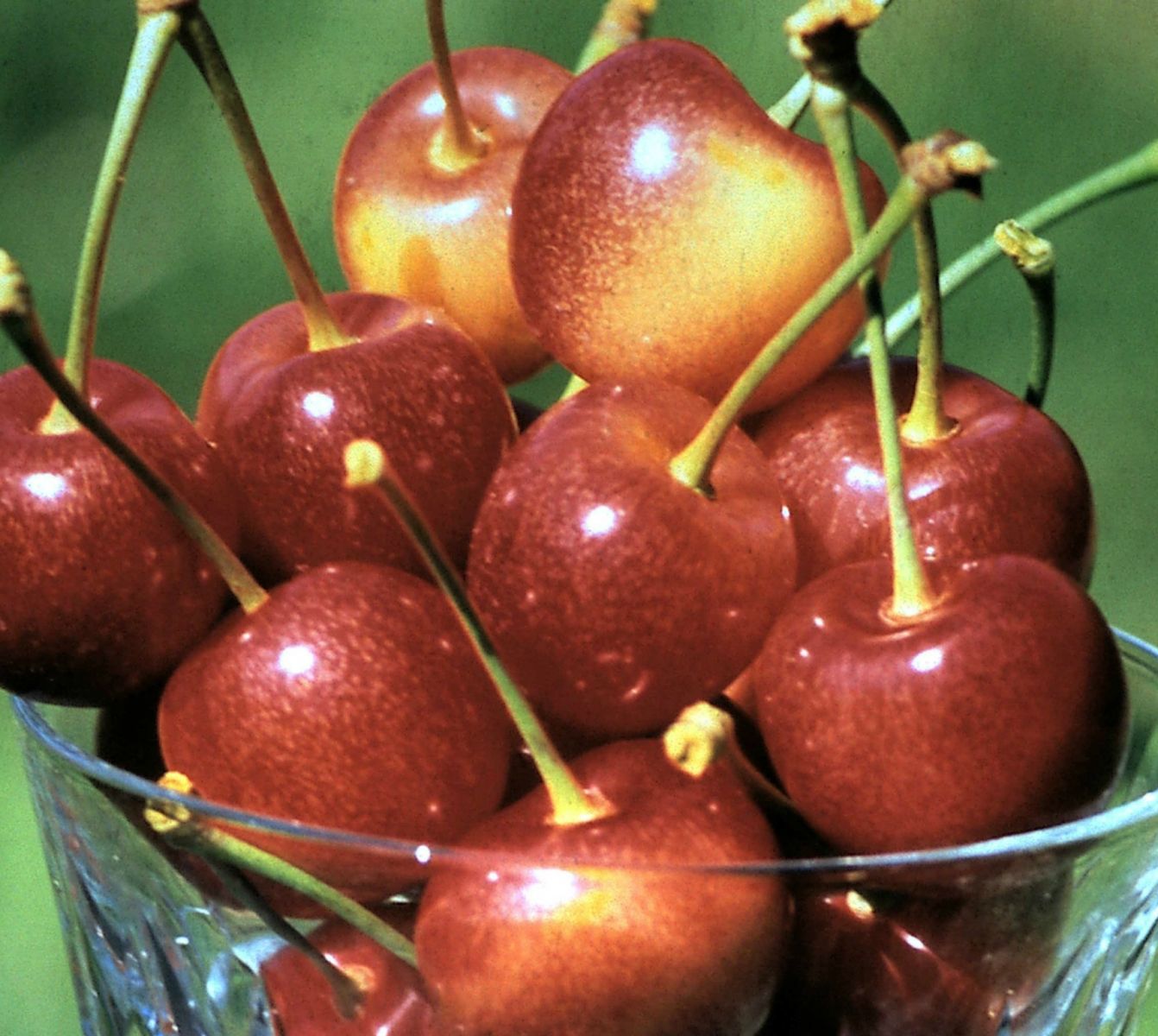 Cherry Varieties BC Tree Fruit Production Guide